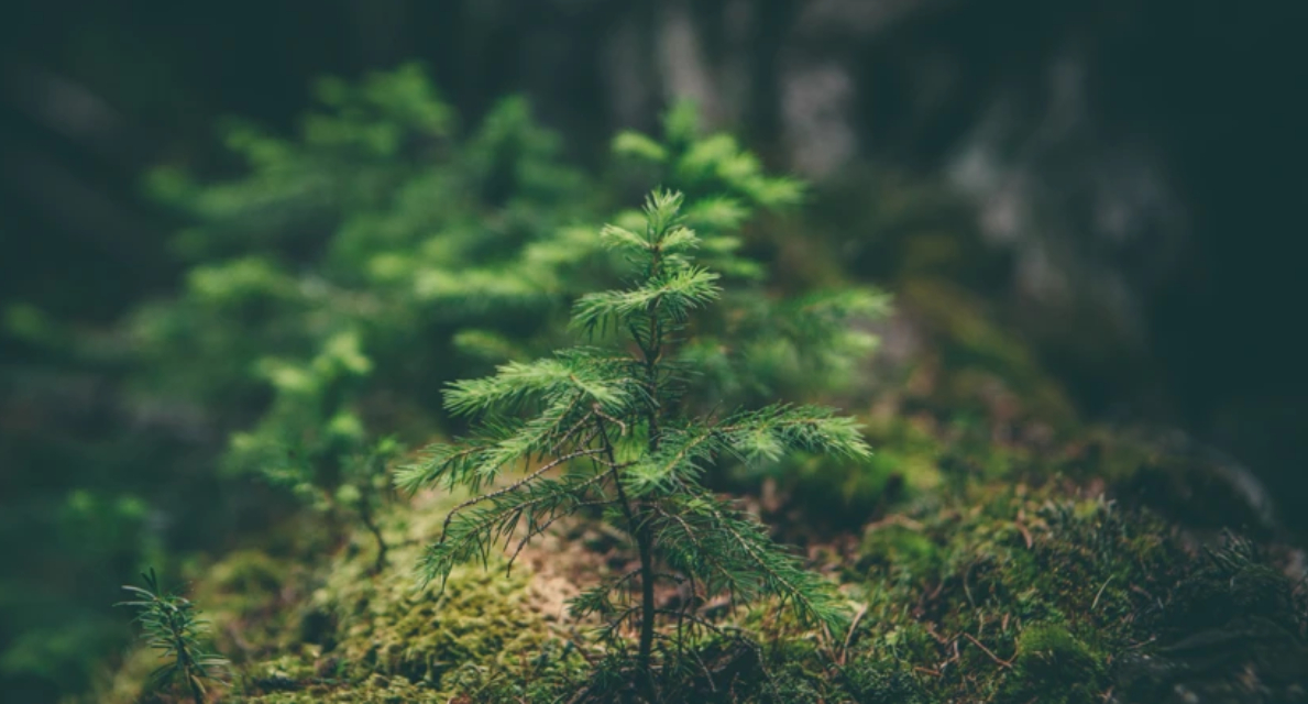 Environmental Section Image