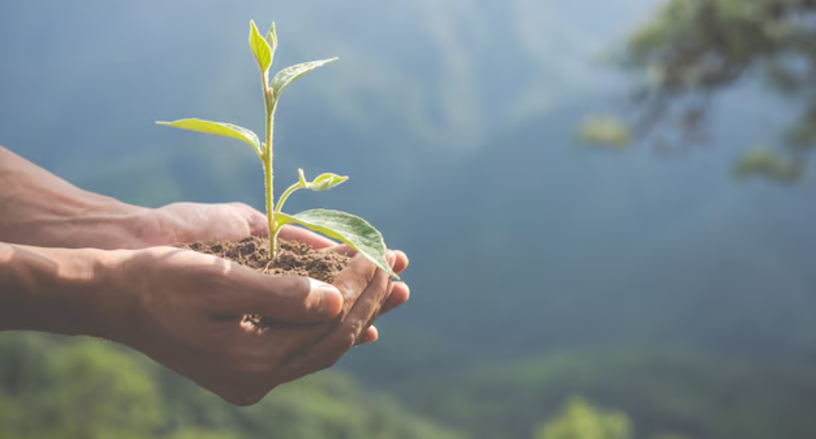 Sustainability Section Image